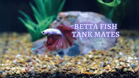 betta fish tank mates|50 Best Betta Fish Tank Mates .